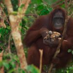 BUKIT LAWANG JOURNEY