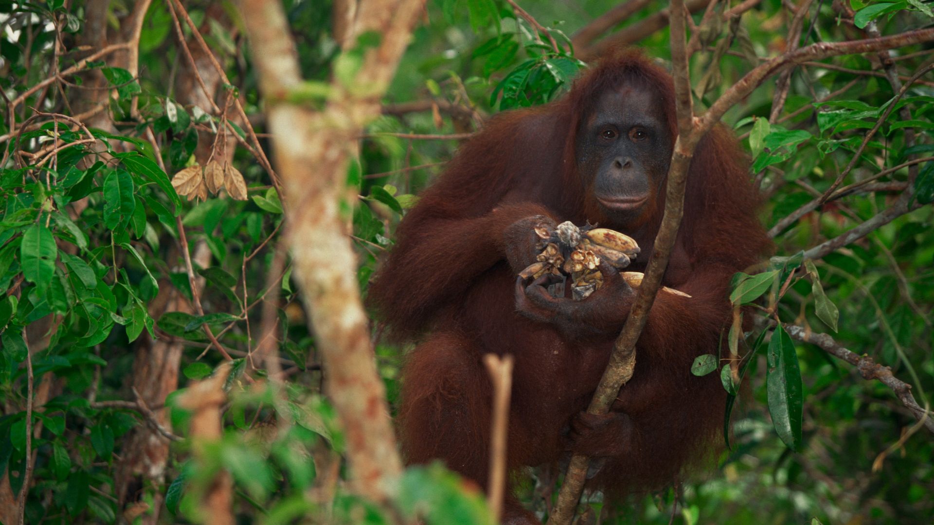 BUKIT LAWANG JOURNEY