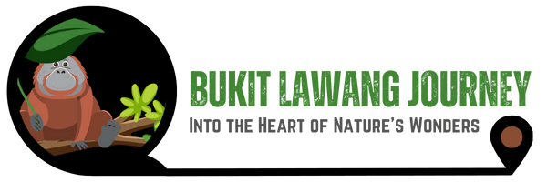 Bukit Lawang Journey, Into the Heart of Nature's Wonders