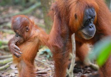 Bukit Lawang Orangutan Trekking