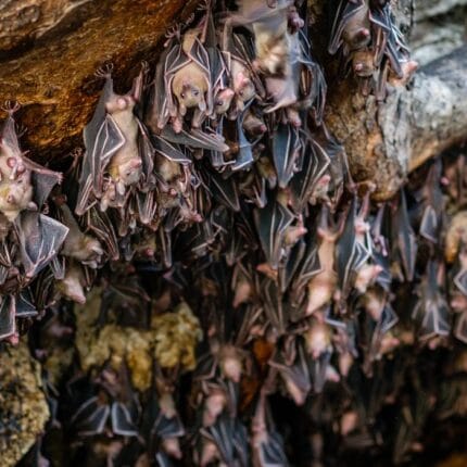 Bat Cave and Landak River Trip in Bukit Lawang