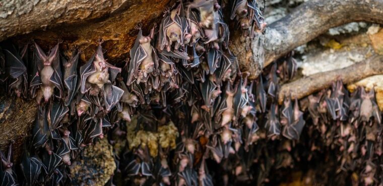 Bat Cave and Landak River Trip